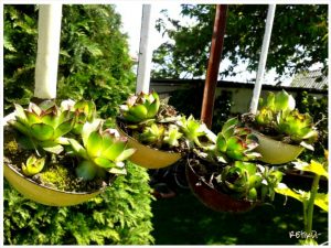 PhotoGrid_1398713965576